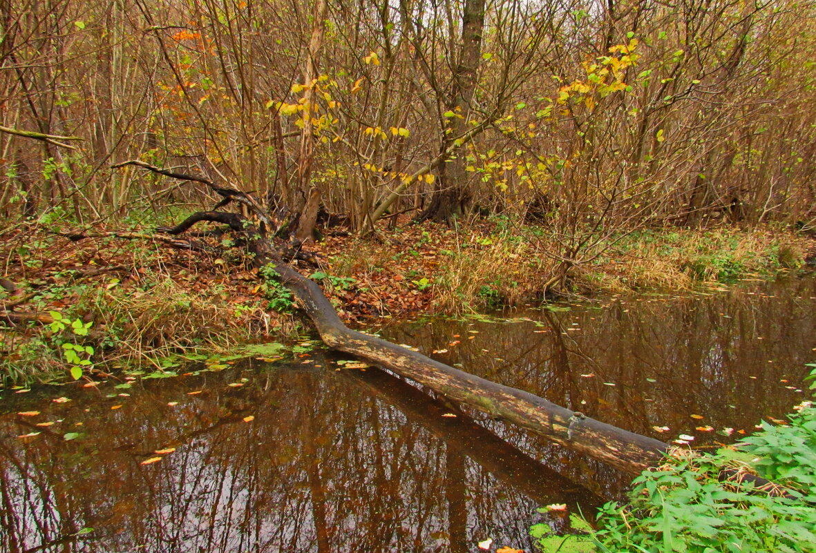 "...над тихою речушкой без названия..." - Андрей K.