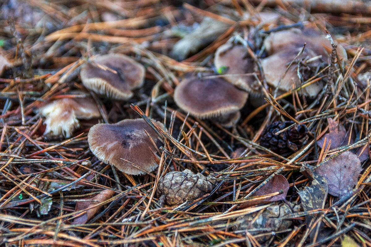 Ноябрь месяц грибной. - Анатолий. Chesnavik.