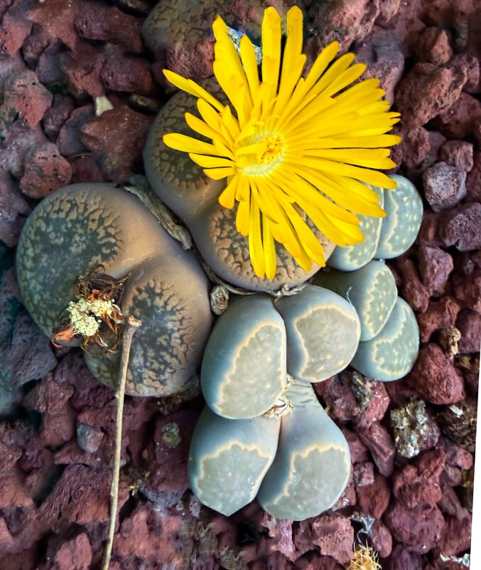 А мы все цветём, и сегодня тоже - Александр Деревяшкин