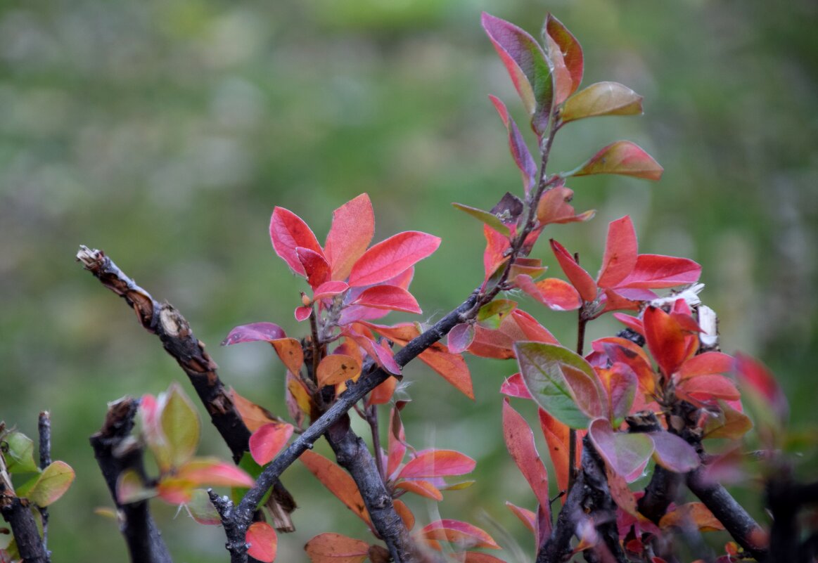 *** - Павленко Михаил 