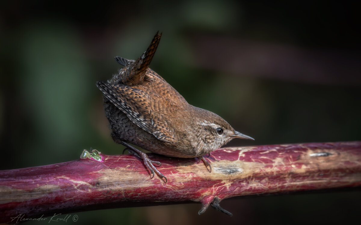 Озорной - Александр К. Озорной - Александр К.