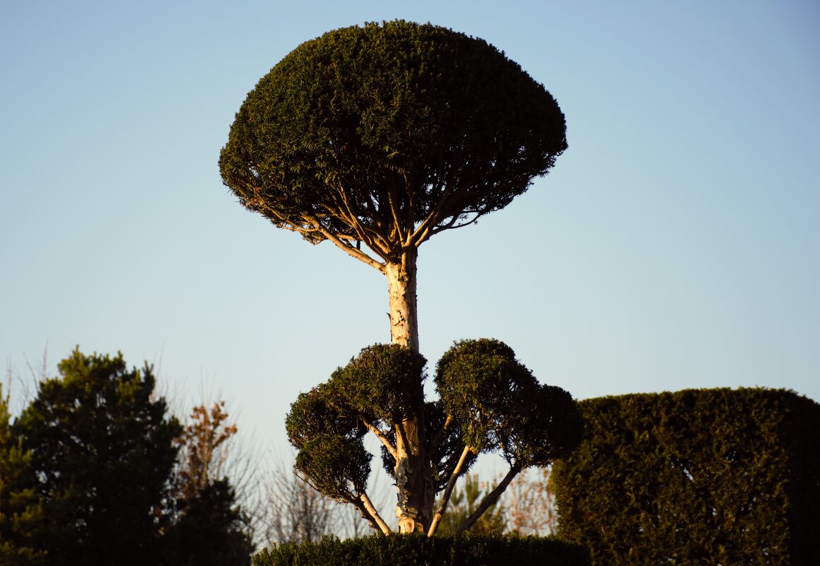 Чудо дерево. - Юрий Полторыхин.