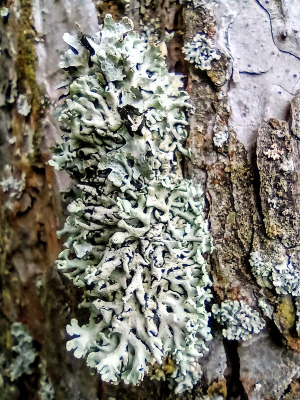 Лишайник - Veera V