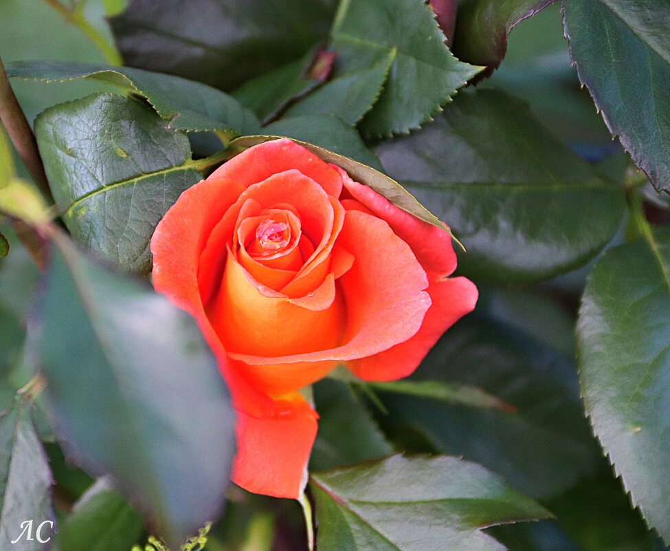 Розы, ах розы! - Любовь Сахарова