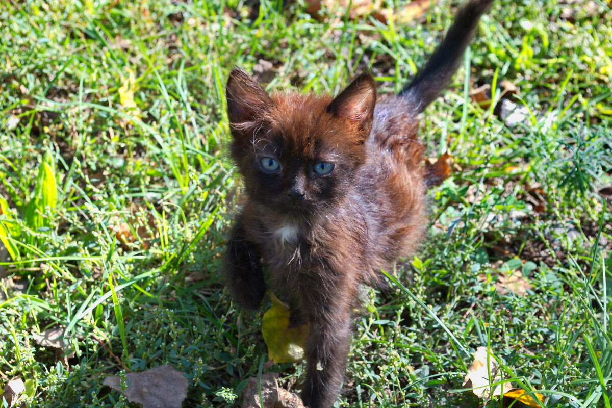 Котенок - Александр Лычагин