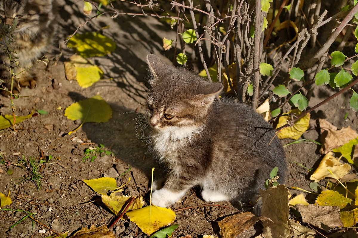 Котенок - Александр Лычагин