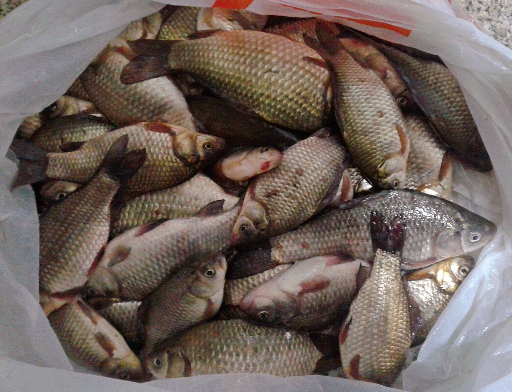 Уловчик вчерашнего дня. - сергей ермошкин Уловчик вчерашнего дня. - сергей ермошкин