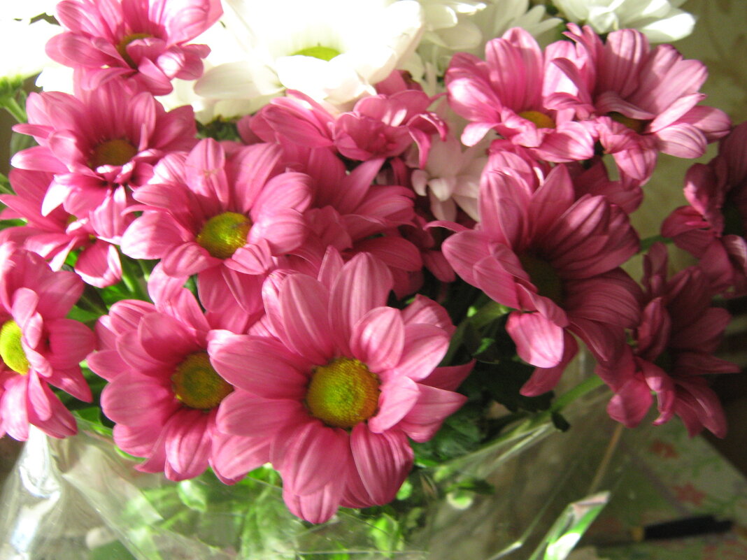 Хризантемы - Елена Семигина