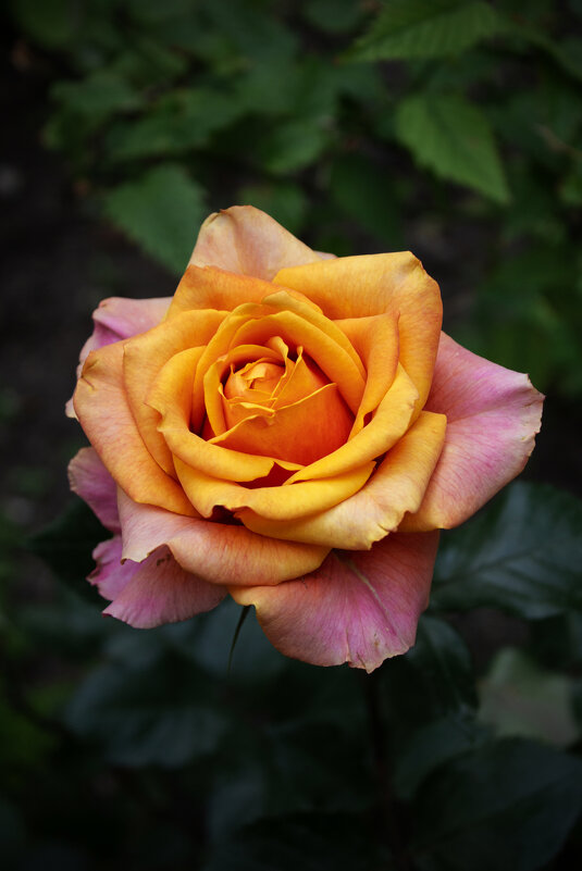 Роза. - Александр Роза. - Александр