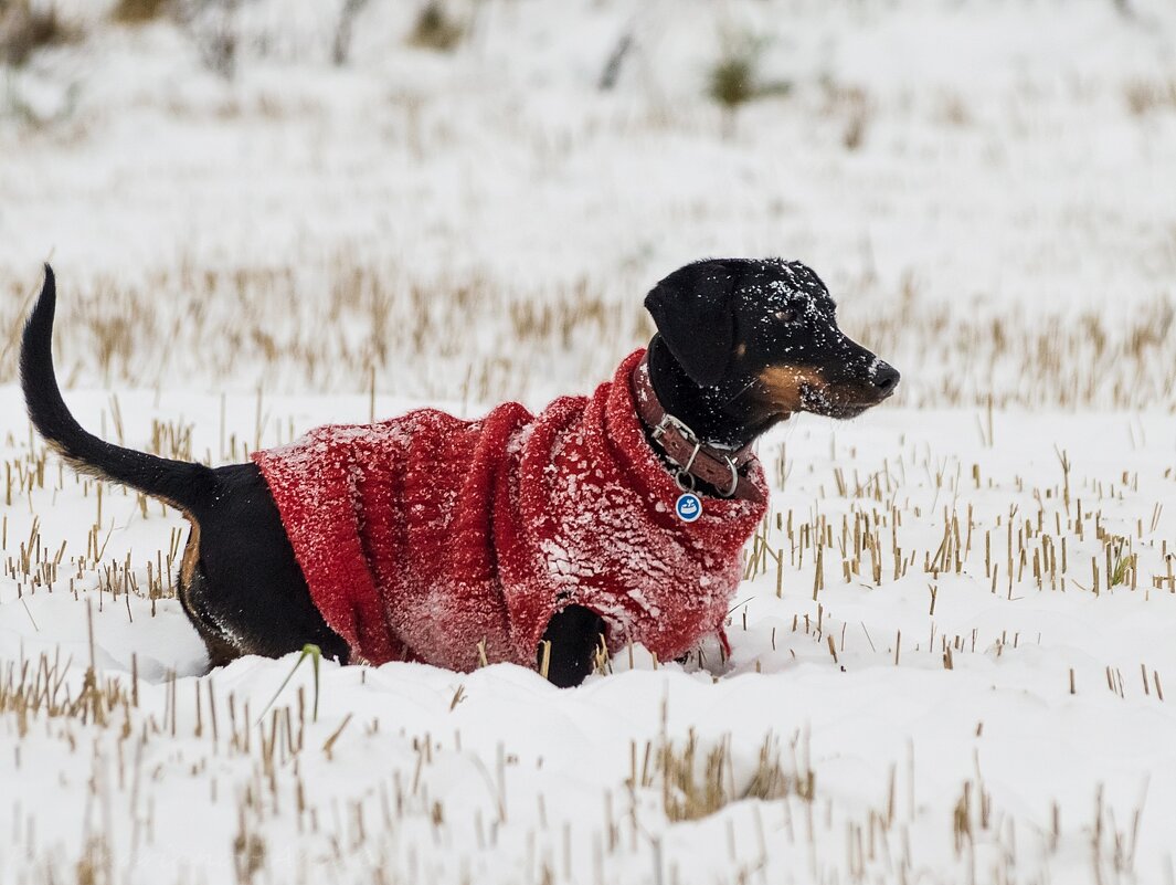 Матильда. - Андрей Андрианов