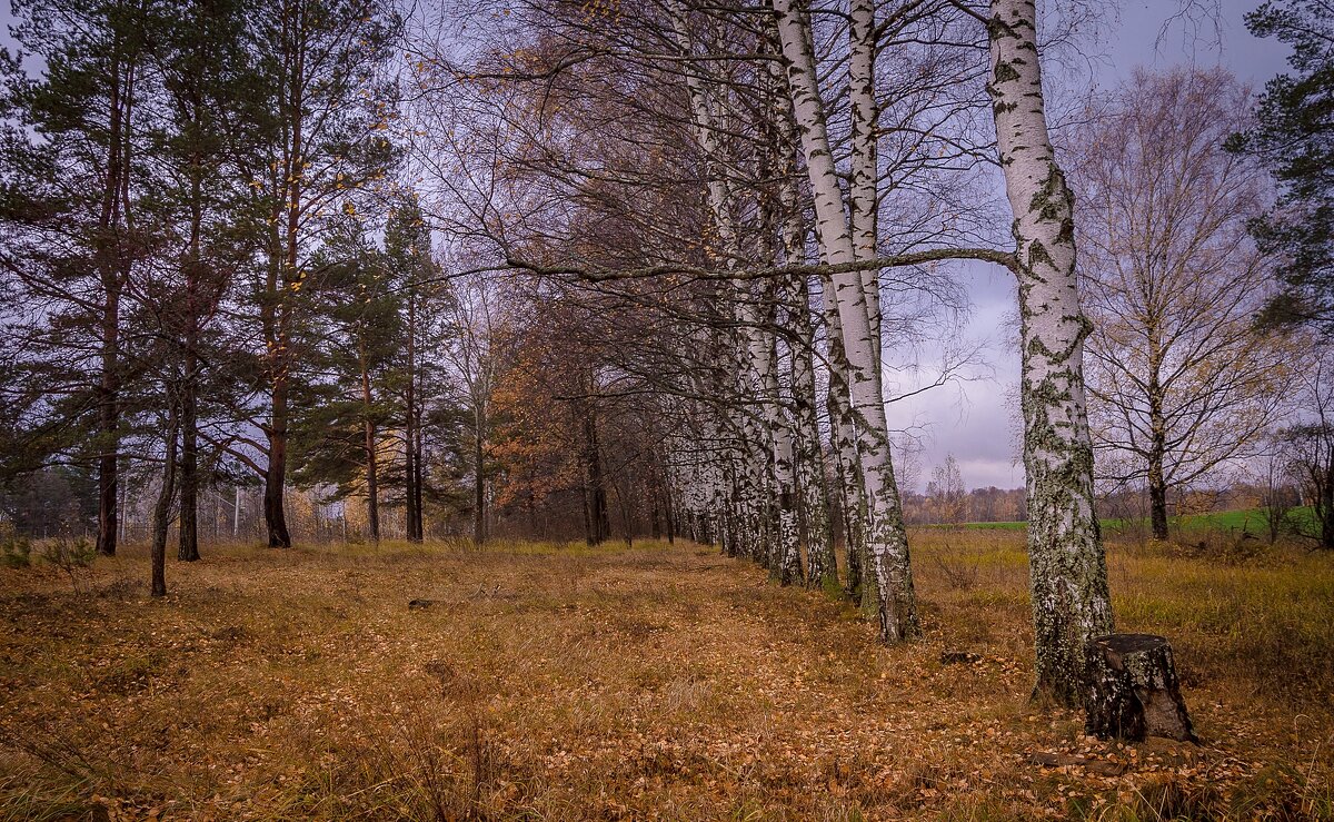 *** - Андрей Андрианов