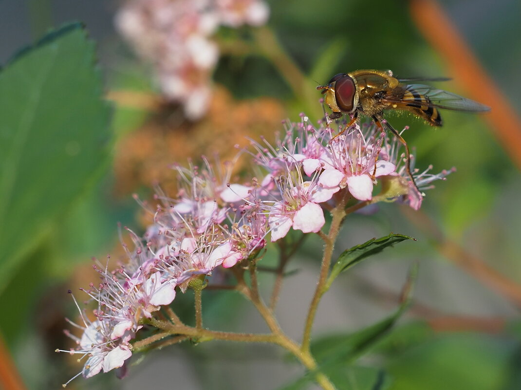 Муха которая "косит" под осу. - Евгений Седов