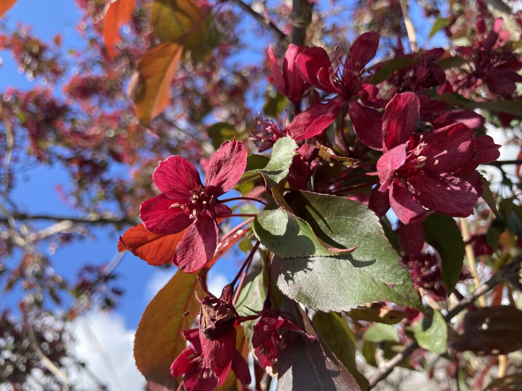 Яблоня - Ольга Савельева 