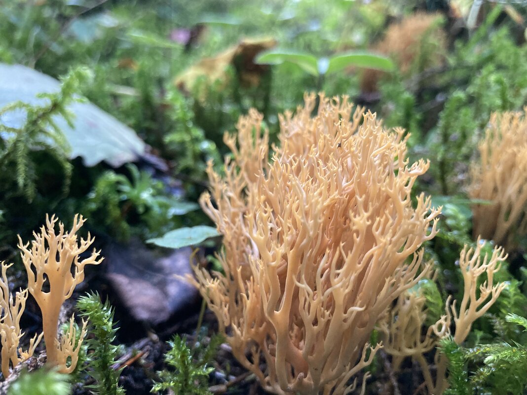 Гриб - Ольга Савельева 