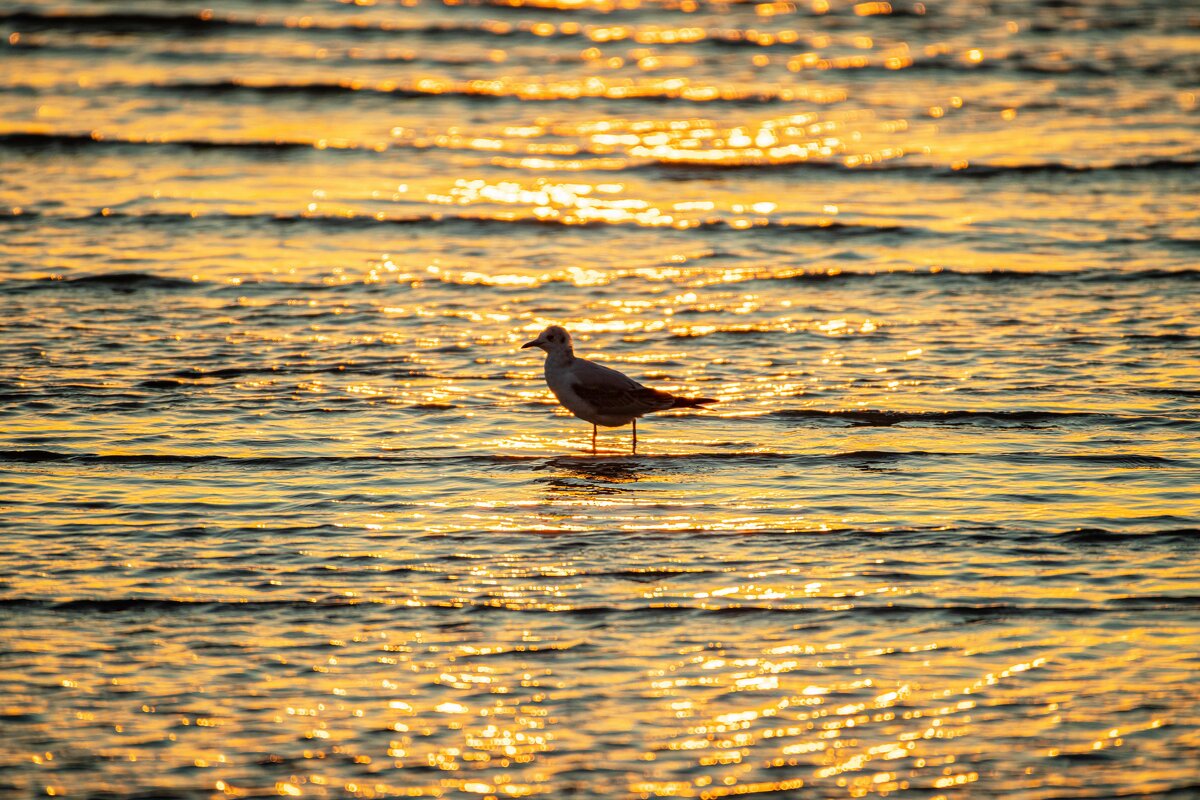 Чайка в лучах утреннего солнца - Константин Бобинский