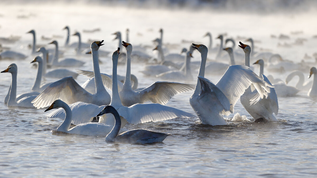 Свадебные игры... - владимир 
