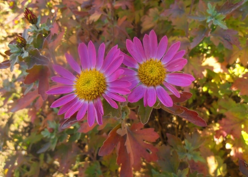 Навстречу зиме... - Наталья 