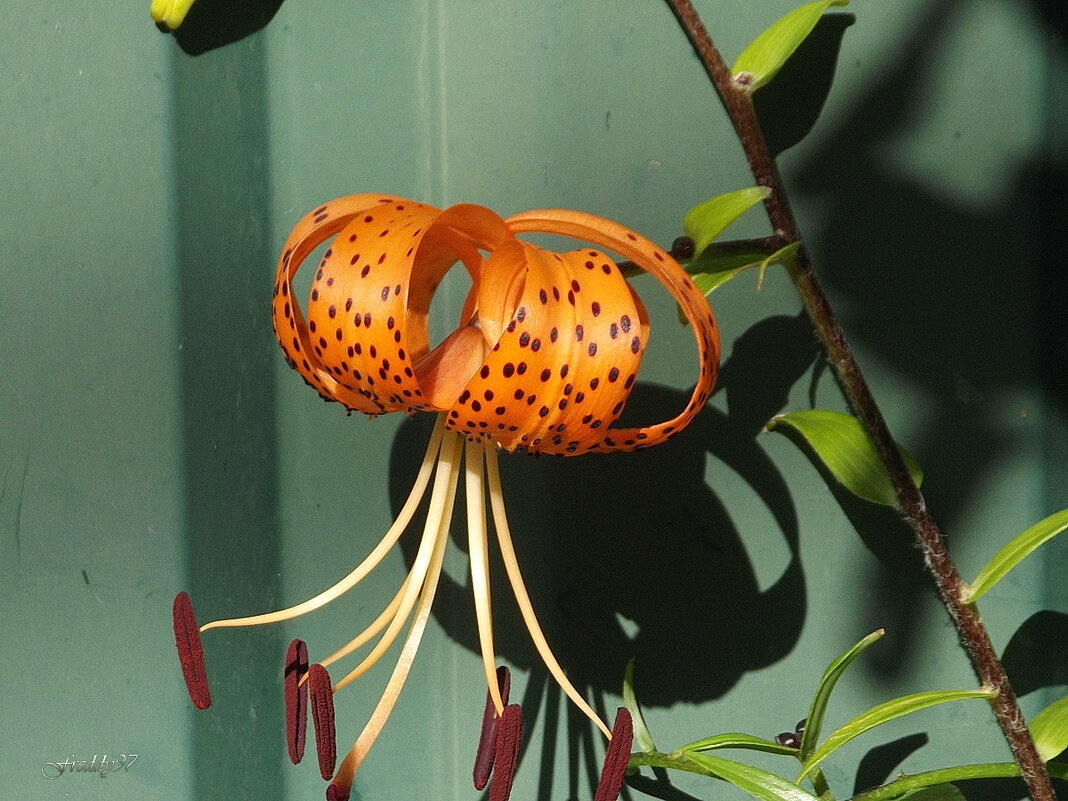 Лилия - Freddy 97