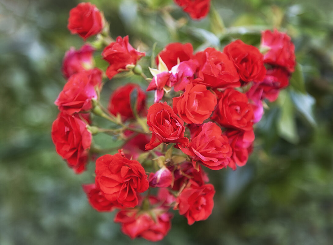 Осенние розы - Лилия *