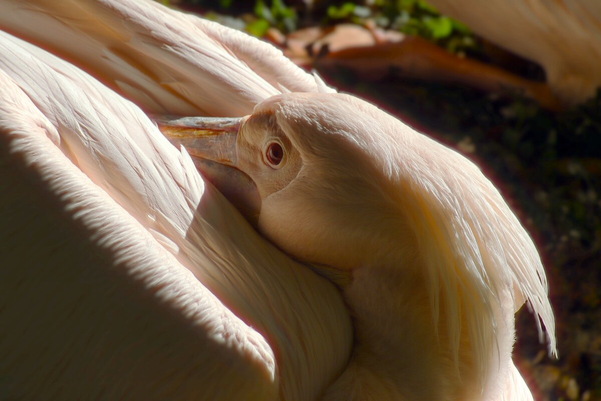 Сиеста - Юрий. Шмаков