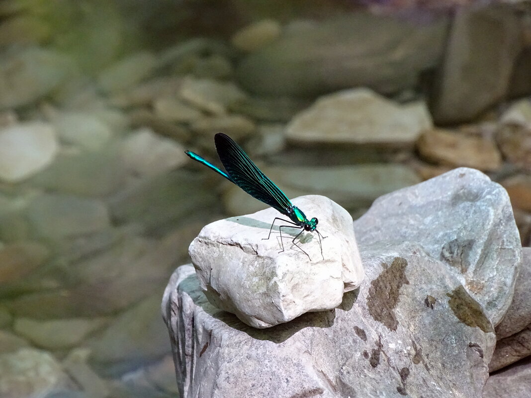 Красотка-девушка - Павел Трунцев