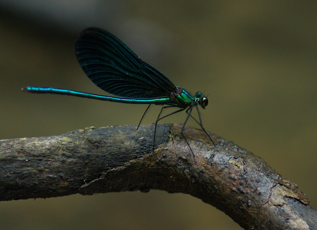 Красотка-девушка - Любовь Овсянкина