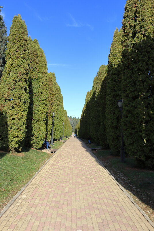 Аллея туй.Кисловодский национальный парк. - Александр Николаев