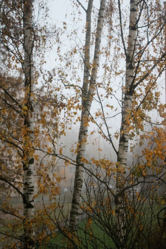 Ноябрь из окна - Наталья Герасимова