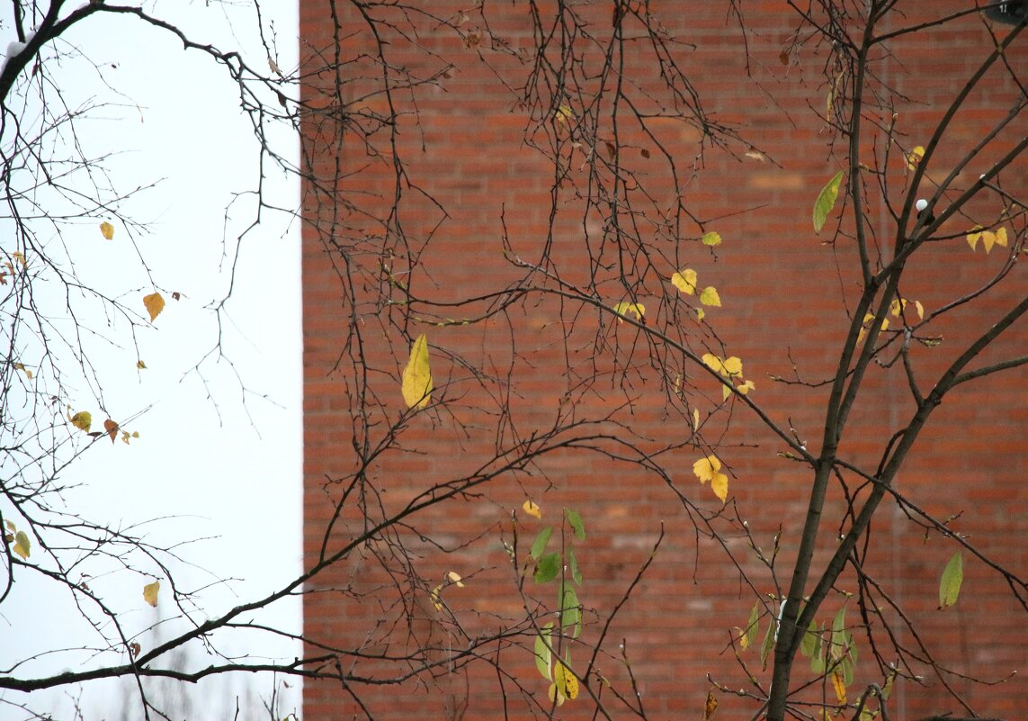 Ноябрь из окна - Наталья Герасимова