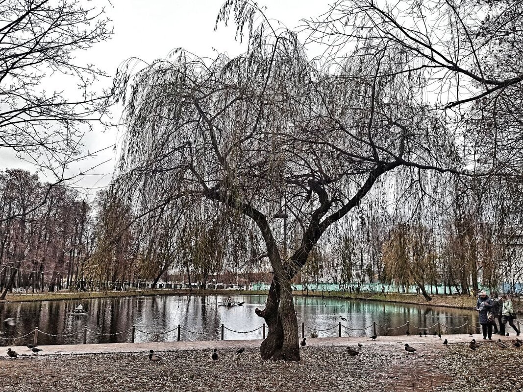 Осень у пруда - svk *