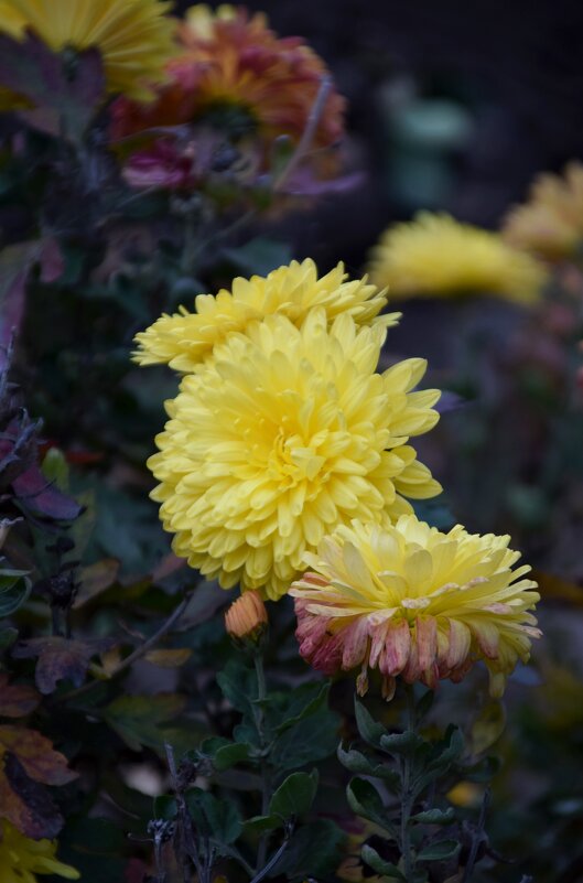 *** - Павленко Михаил 