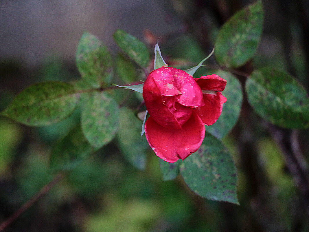 29 ноября - последняя... - Светлана 