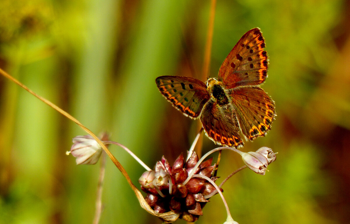 опять про бабочек...118 - Александр Прокудин