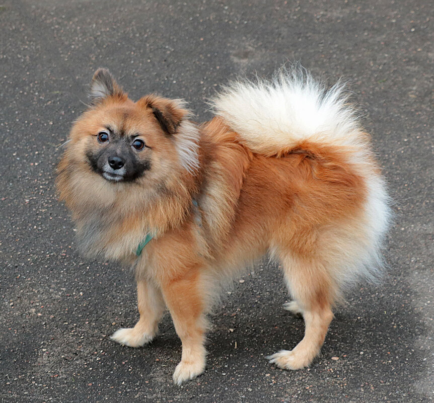 Красавчик немецкий шпиц повстречался мне - Светлана 