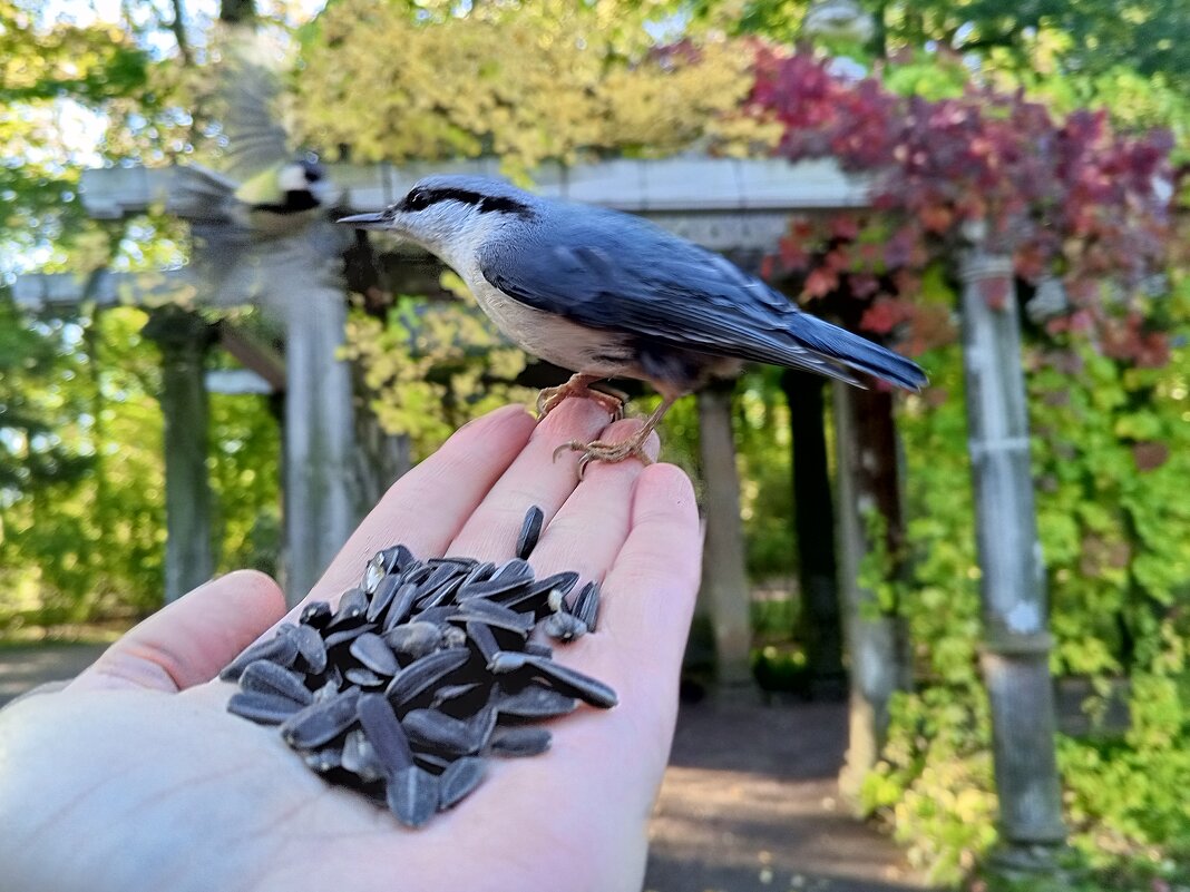 Поползень - Сапсан 