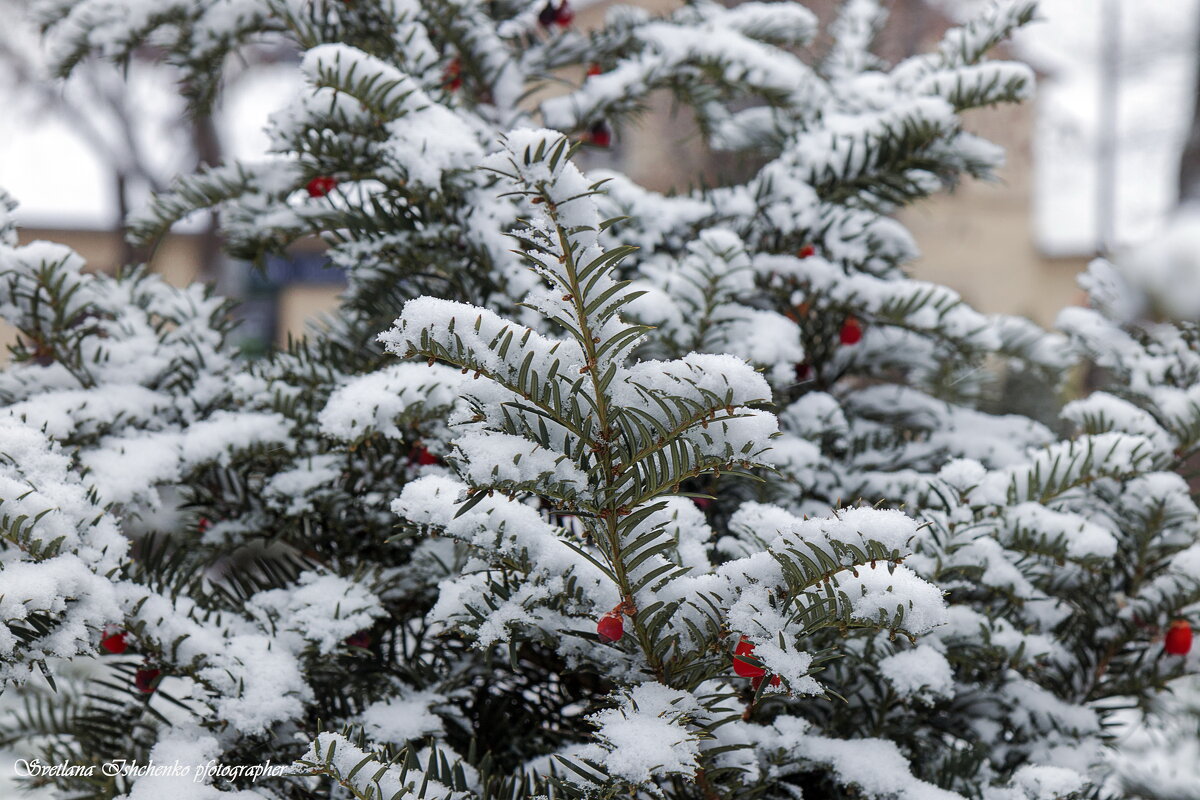 Тис - Светлана Ищенко