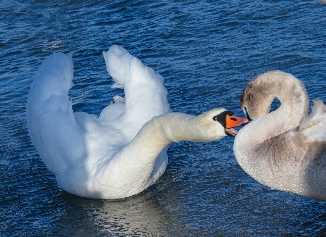 Я что тебе сказала!? - Светлана Тихонина