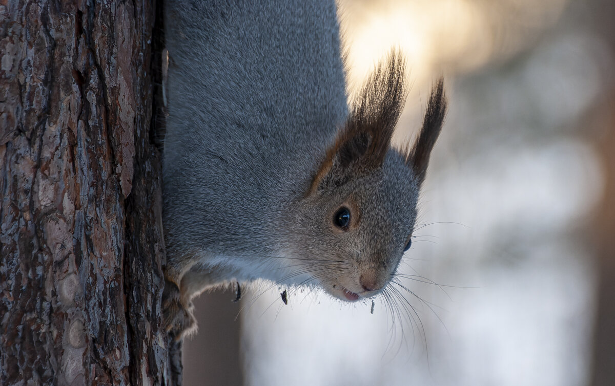 Белка - чудо кареглазое. - Вадим Басов