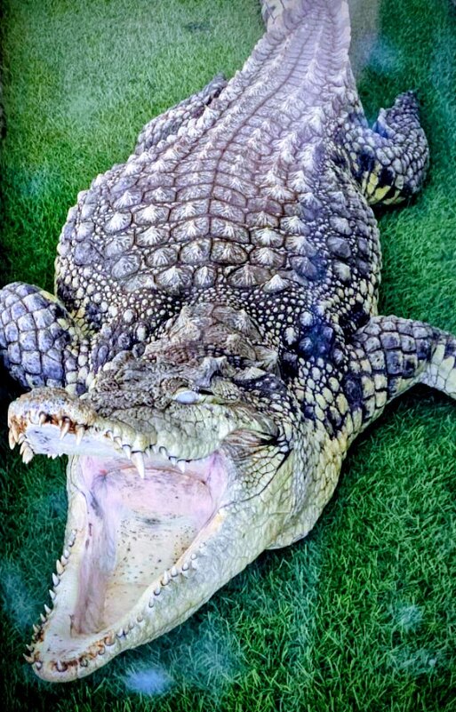 Не наступите на крокодильчика - Георгиевич 