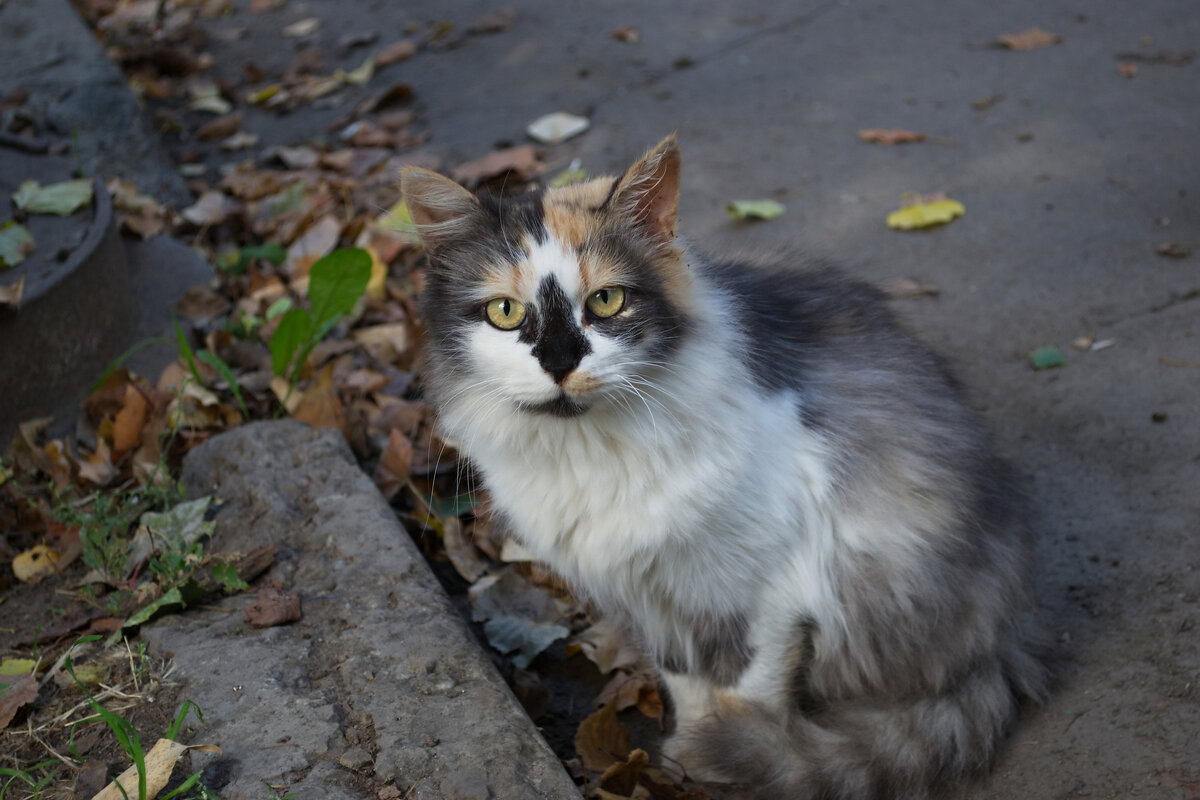 Кот - Александр Лычагин