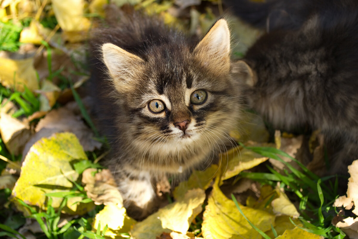 Котенок - Александр Лычагин