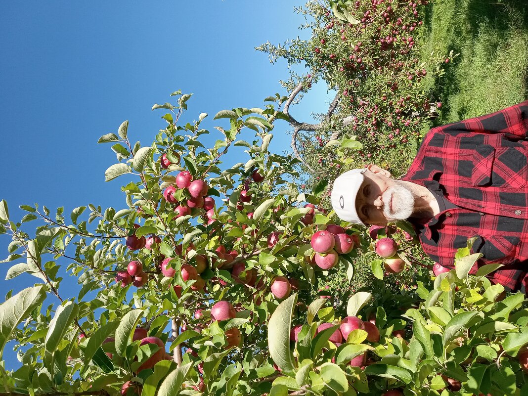 За яблоками ... - Валерий Кокорев