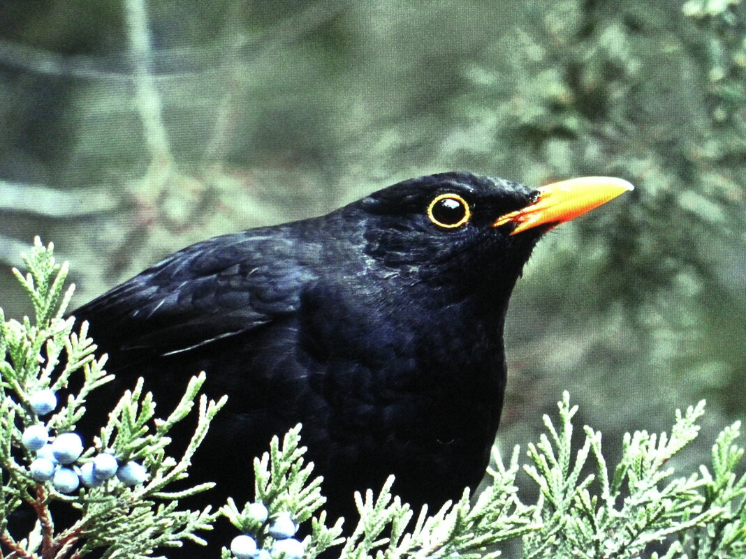 Чёрный дрозд на можжевельнике - Людмила Смородинская Чёрный дрозд на можжевельнике - Людмила Смородинская