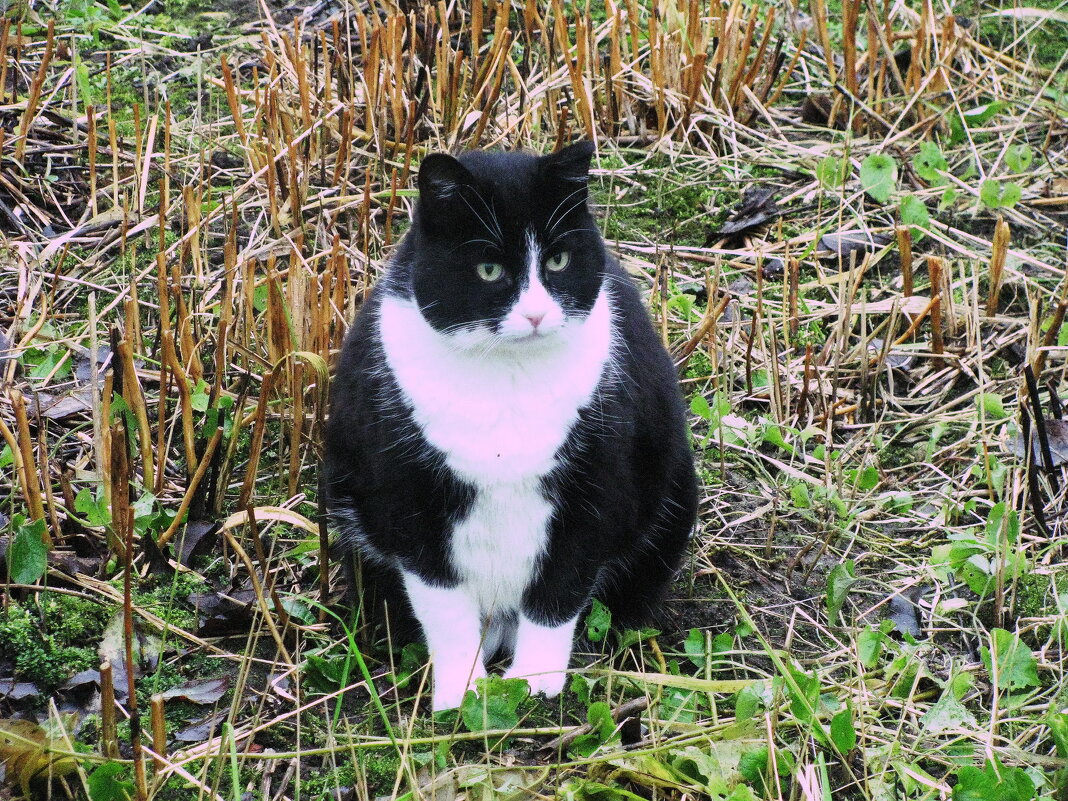 Охранник сада - Людмила Смородинская