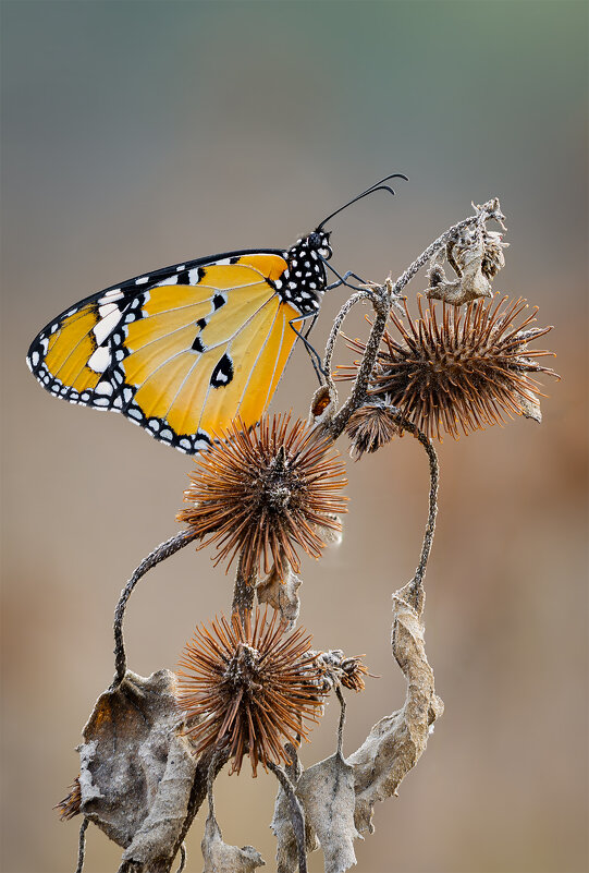 Бабочка Данаида хризипп (лат. Danaus chrysippus). - Александр Григорьев