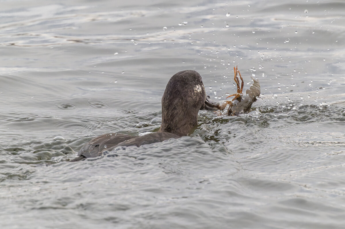 турпан. - юрий макаров