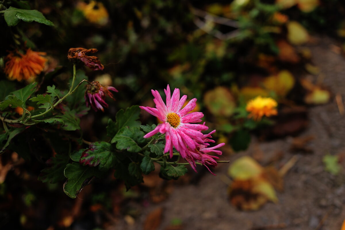 Цветочки - Юрий Гайворонскiий