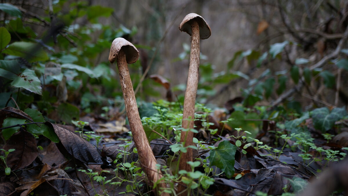 !! - Вен Гъновски