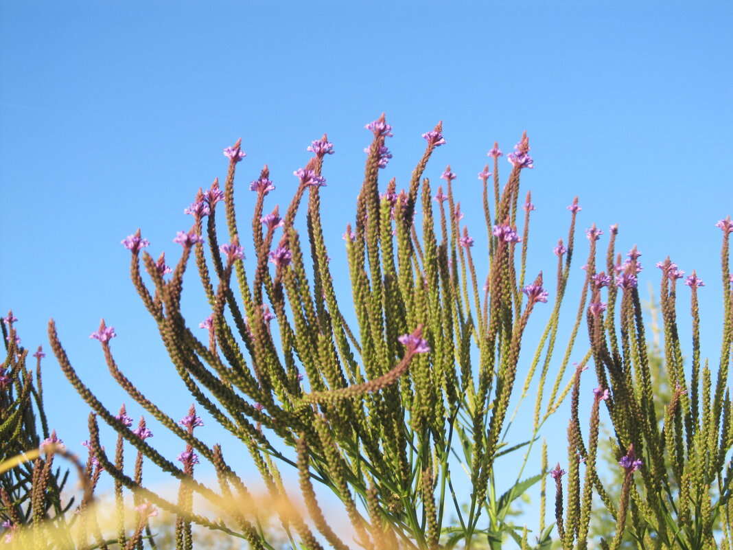 почти-что Турция - Елена Шаламова