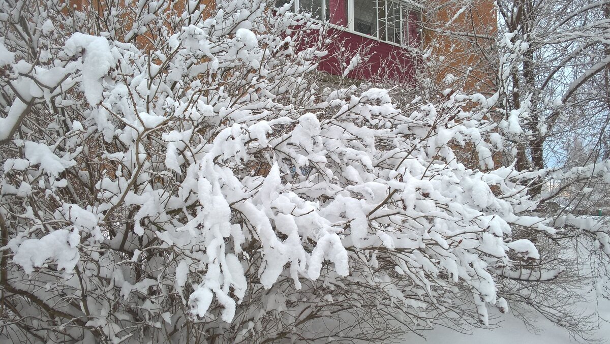 Пусть зима будет снежной и принесет много счастья - Елена Семигина